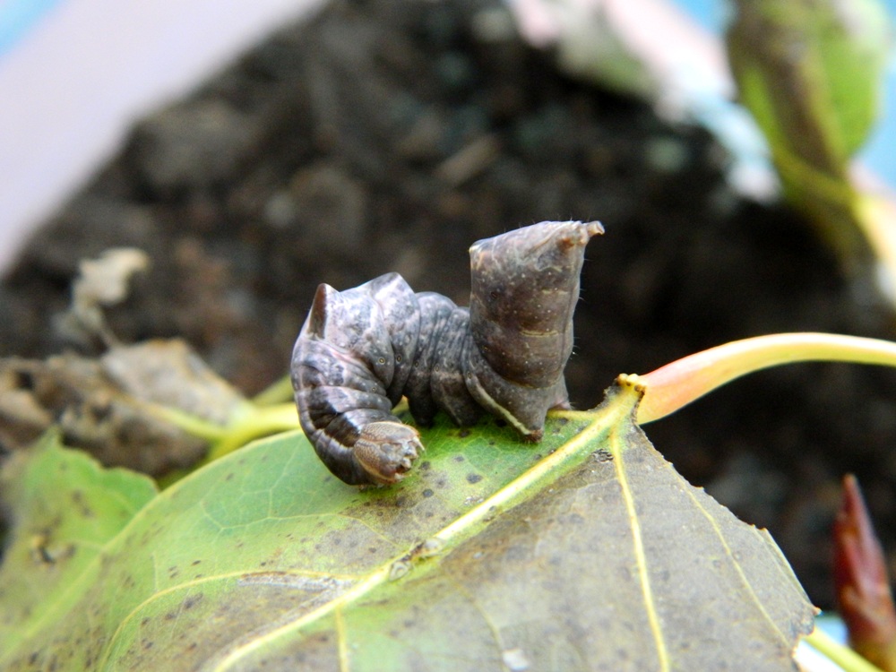 Ciclo vitale di Notodonta ziczac, Notodontidae